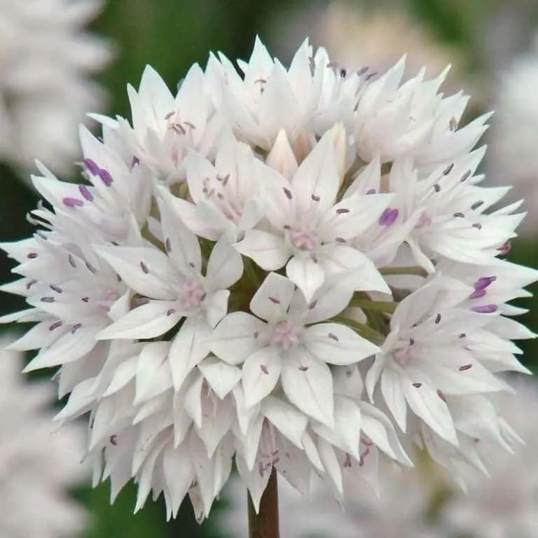 Allium amplectens 'Graceful Beauty'