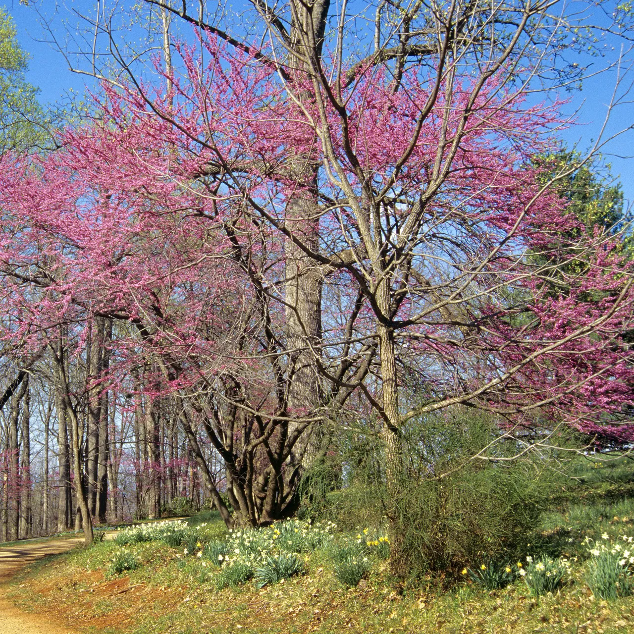 Bare Root Eastern Redbud (Cercis canadensis)