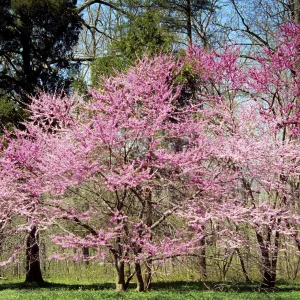 Bare Root Eastern Redbud (Cercis canadensis)