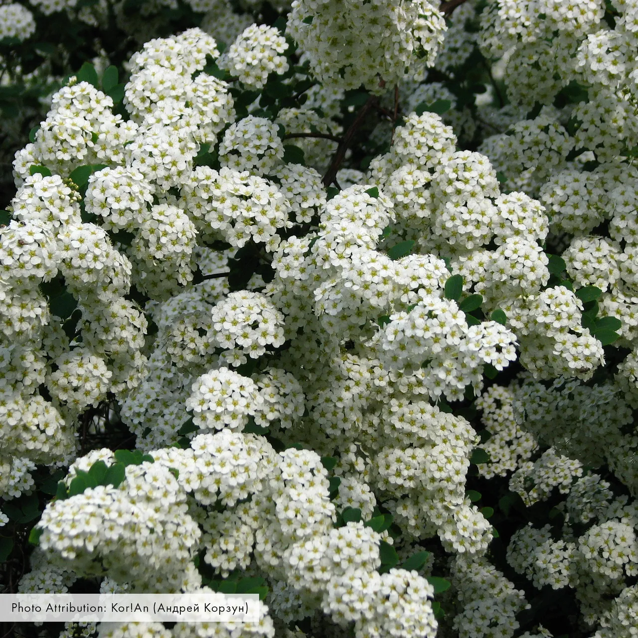 Bare Root Vanhoutte Spirea (Spiraea x vanhouttei)