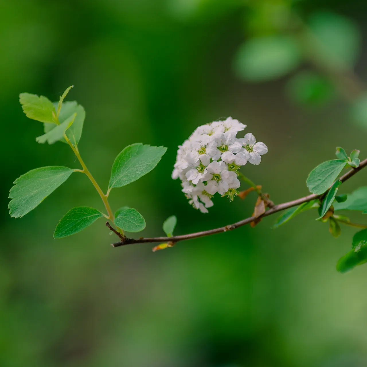 Bare Root Vanhoutte Spirea (Spiraea x vanhouttei)