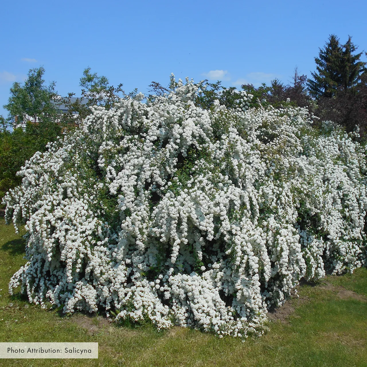 Bare Root Vanhoutte Spirea (Spiraea x vanhouttei)