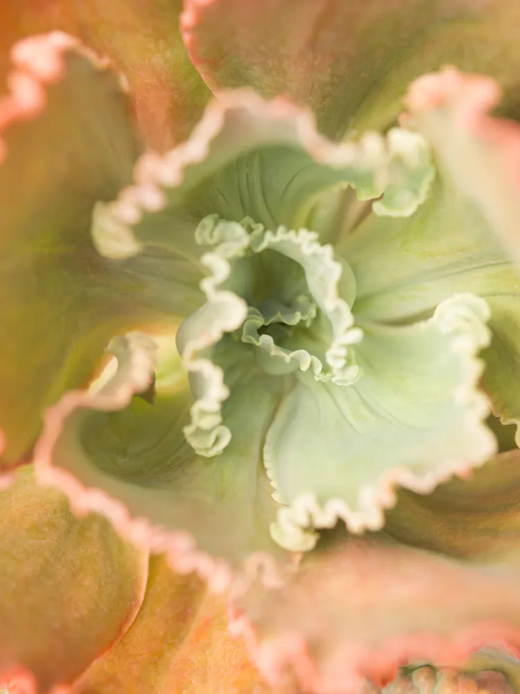 Bushes & Succulents, by Mona Kuhn