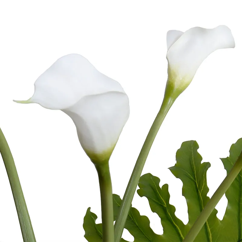 Calla Lily Stems & Philo Leaves in Glass 29"H