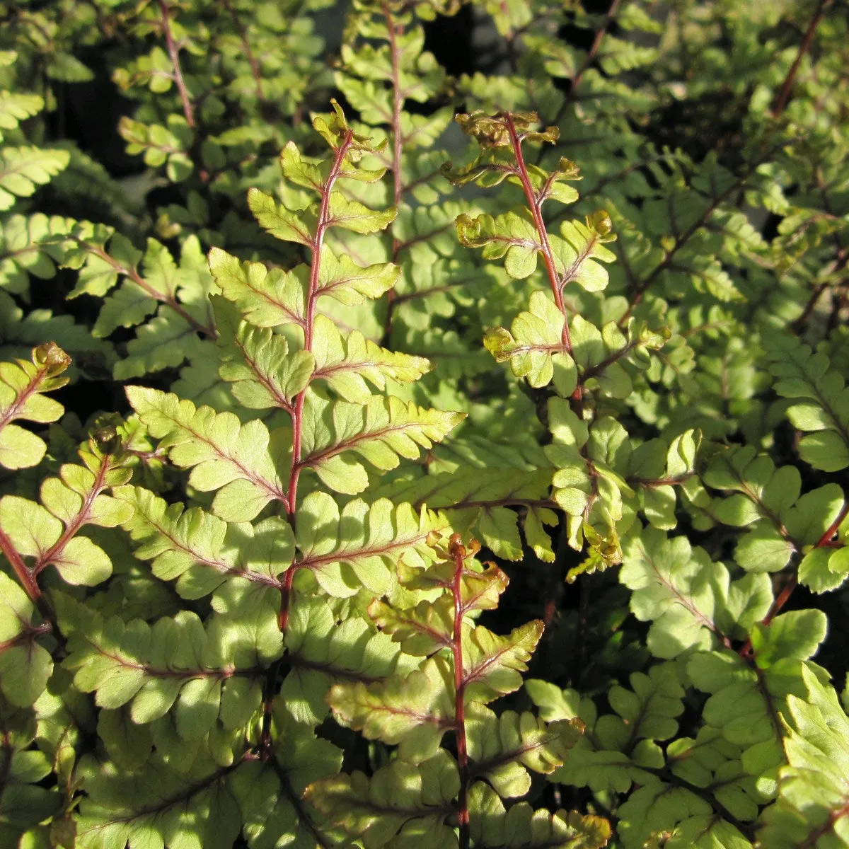 Eared Lady Fern (Athyrium otophorum 'Okanum')