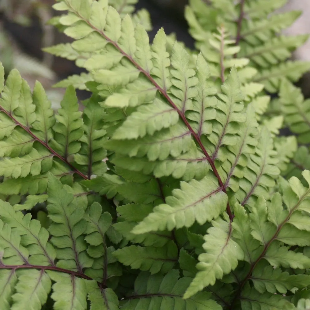 Eared Lady Fern (Athyrium otophorum 'Okanum')