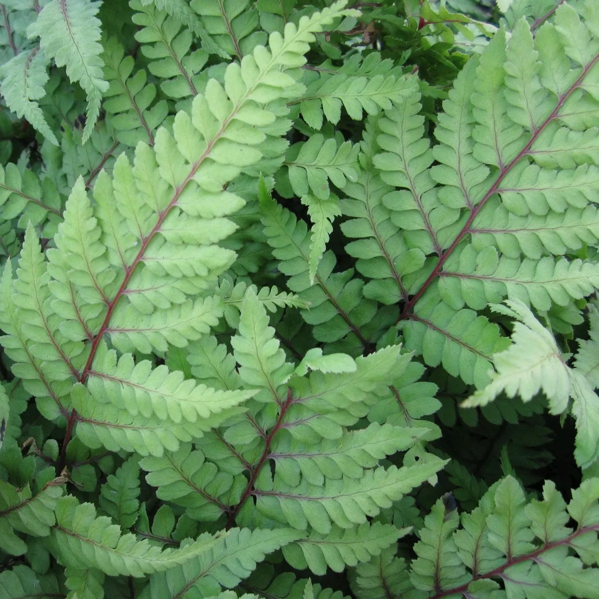 Eared Lady Fern (Athyrium otophorum 'Okanum')