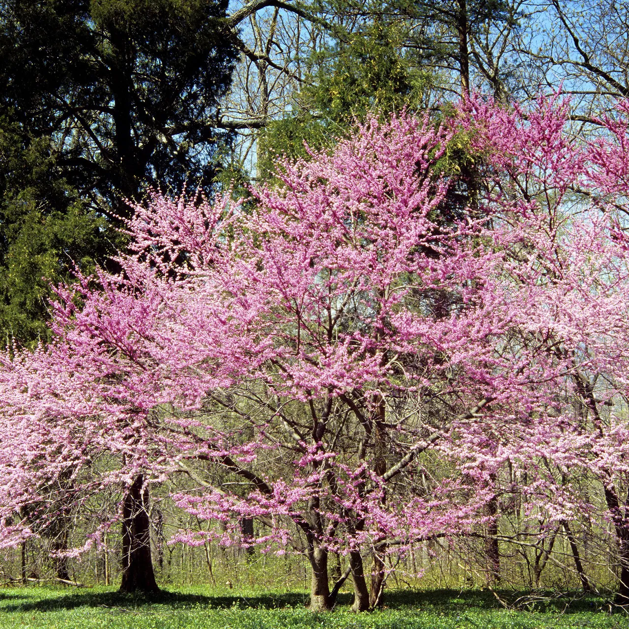 Eastern Redbud (Cercis canadensis)