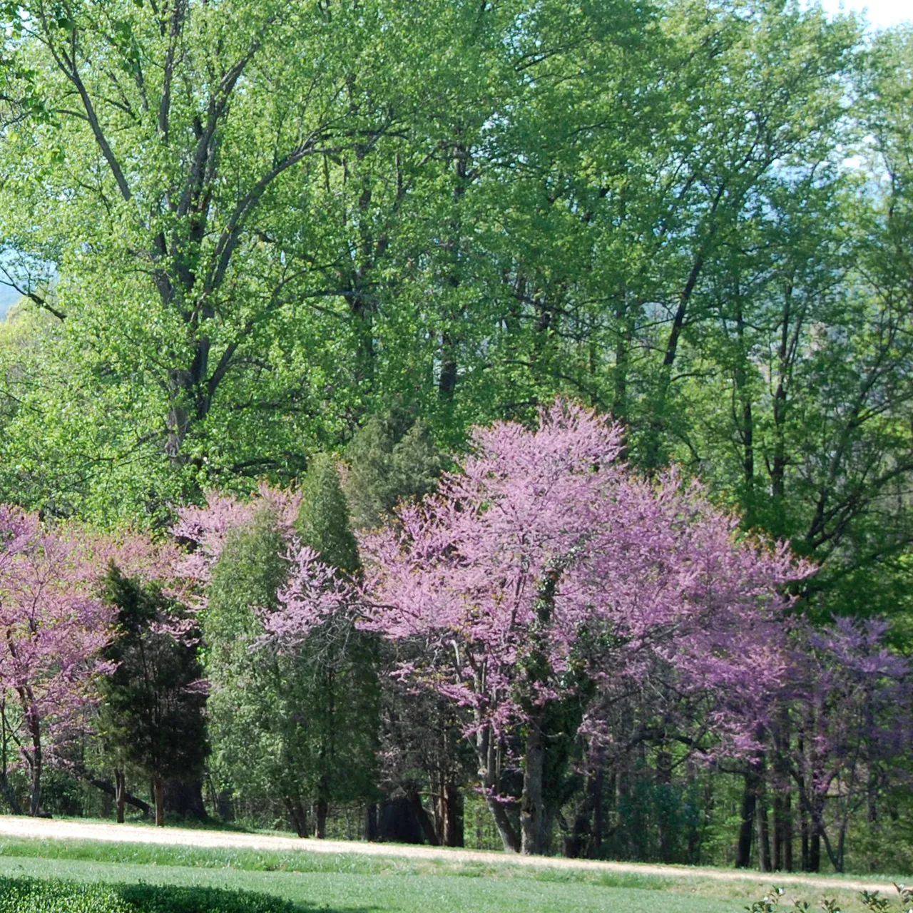 Eastern Redbud (Cercis canadensis)