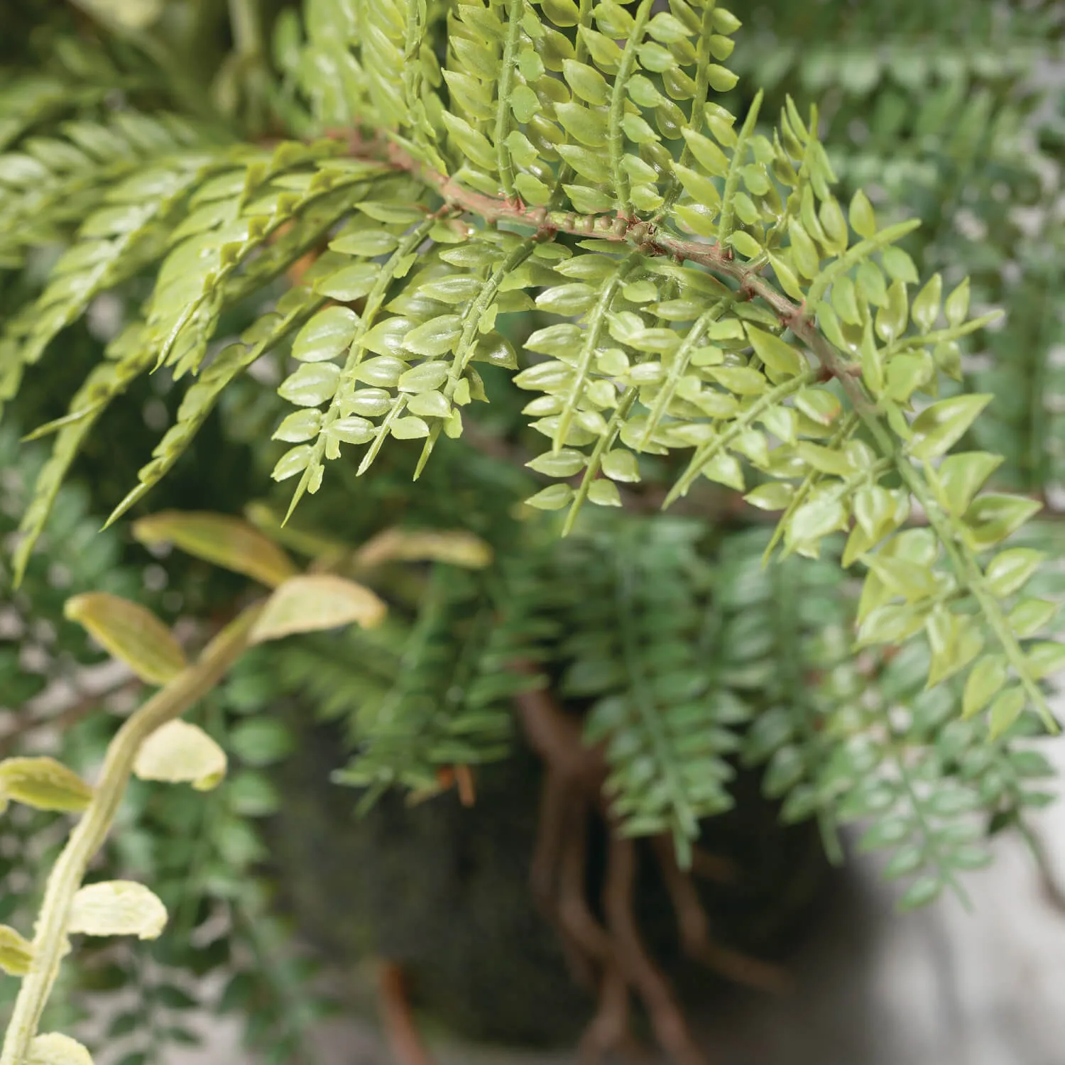 Fern In Ball