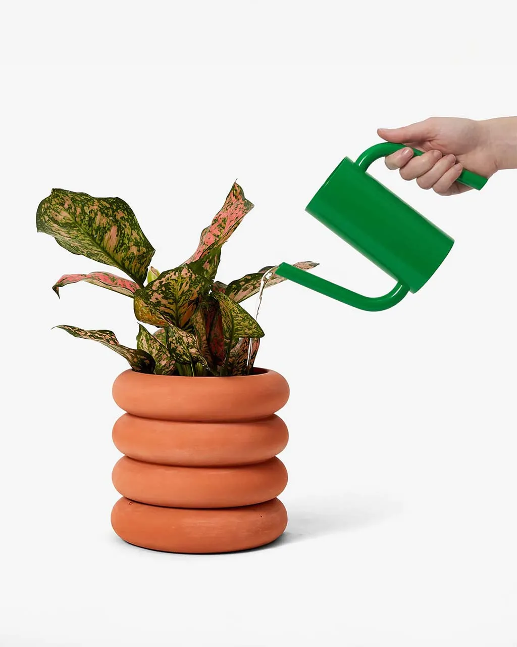 Green Tango Watering Can