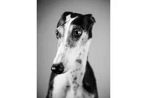 Greyhound