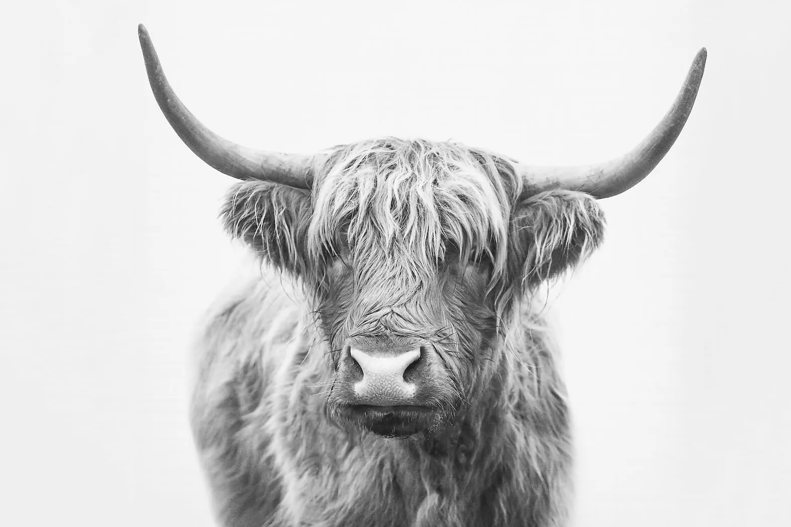 Highland Bull