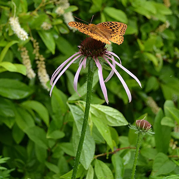 Pale Purple Coneflower (Echinacea pallida)