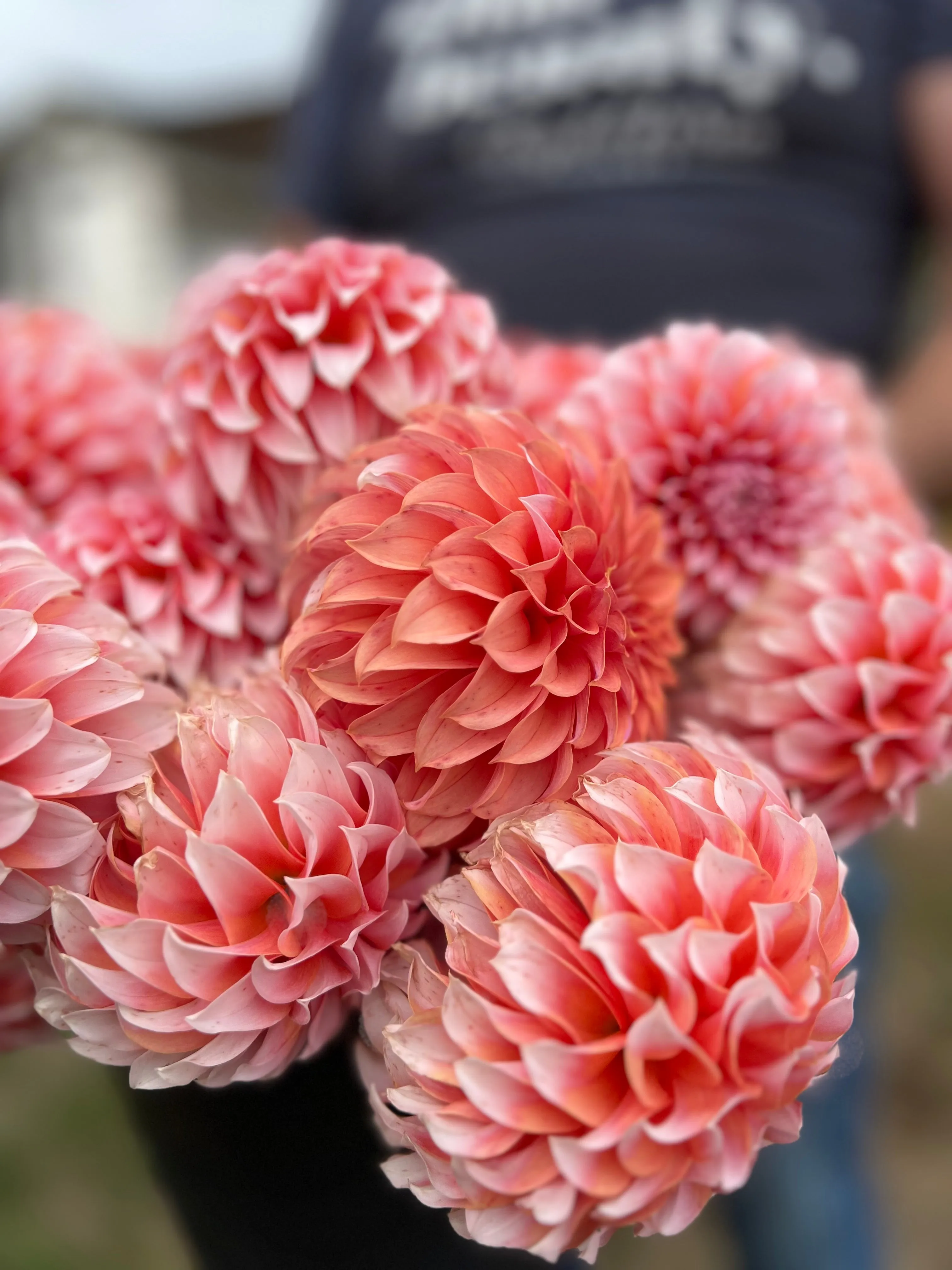 Peaches-n-Cream Dahlia Tuber