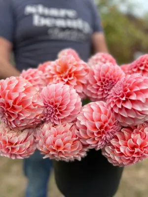 Peaches-n-Cream Dahlia Tuber