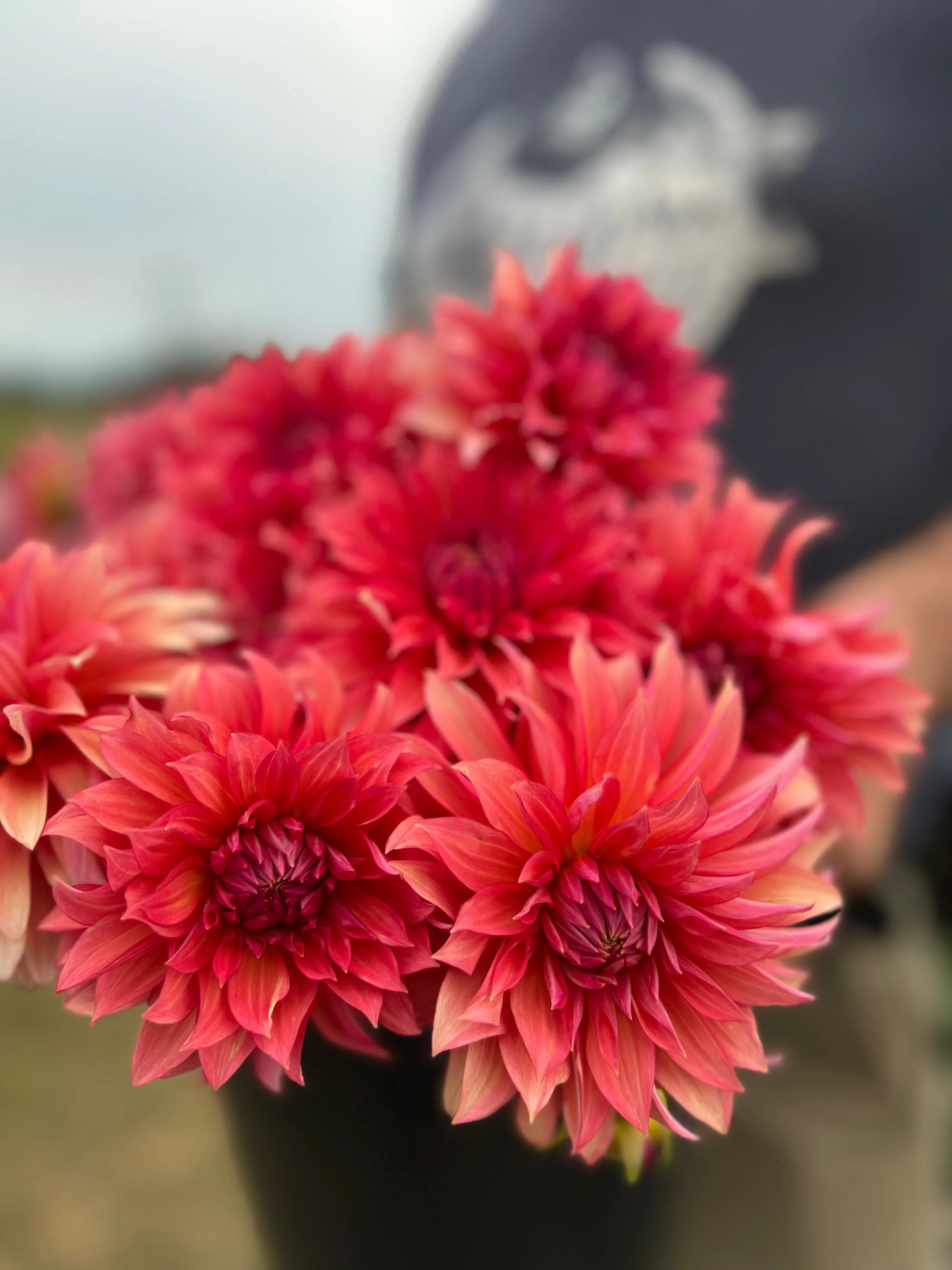 Sandia Ruthie Dahlia Plant: Rooted Cutting