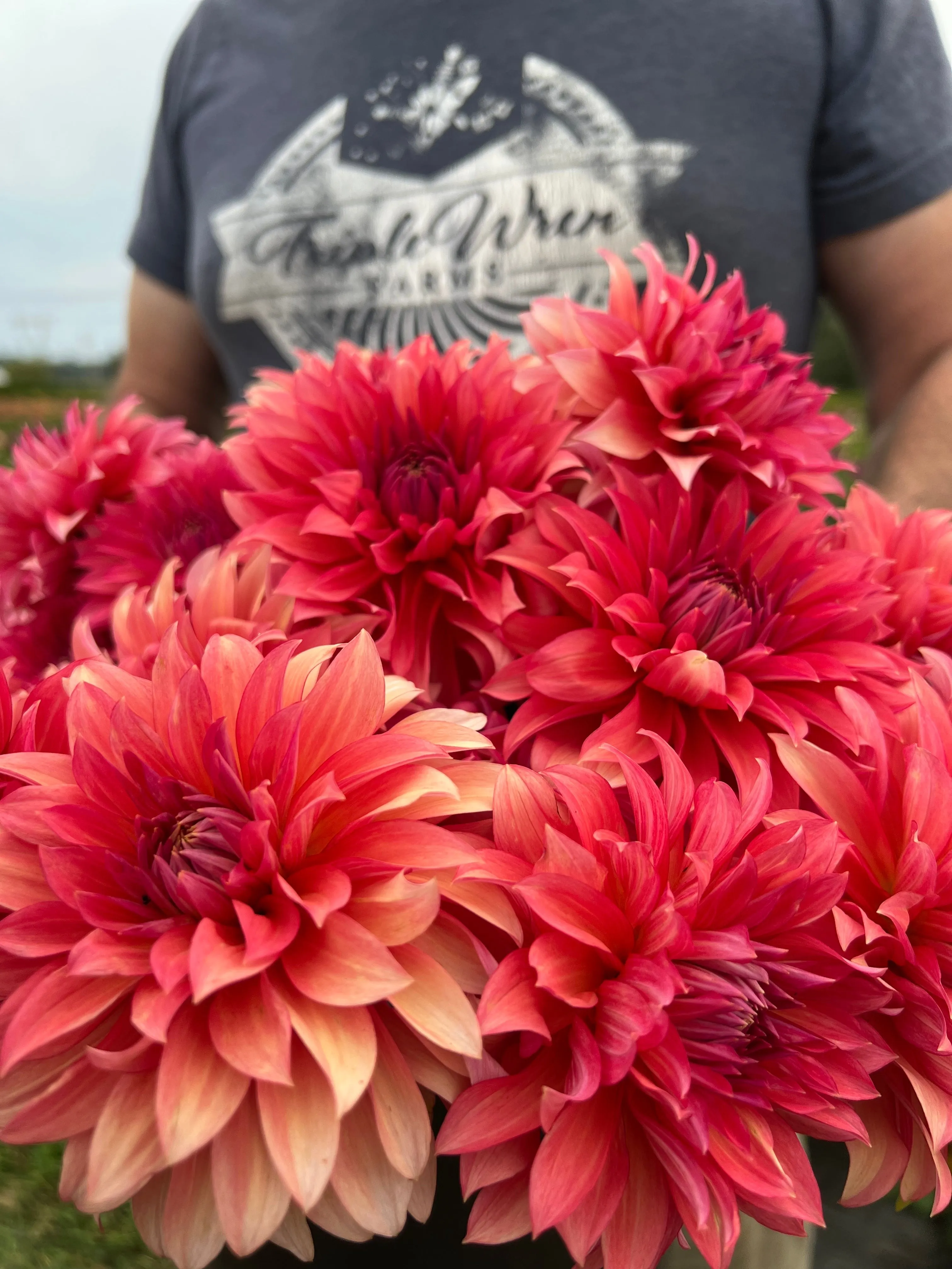 Sandia Ruthie Dahlia Plant: Rooted Cutting