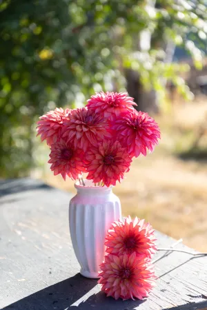 Sandia Ruthie Dahlia Plant: Rooted Cutting