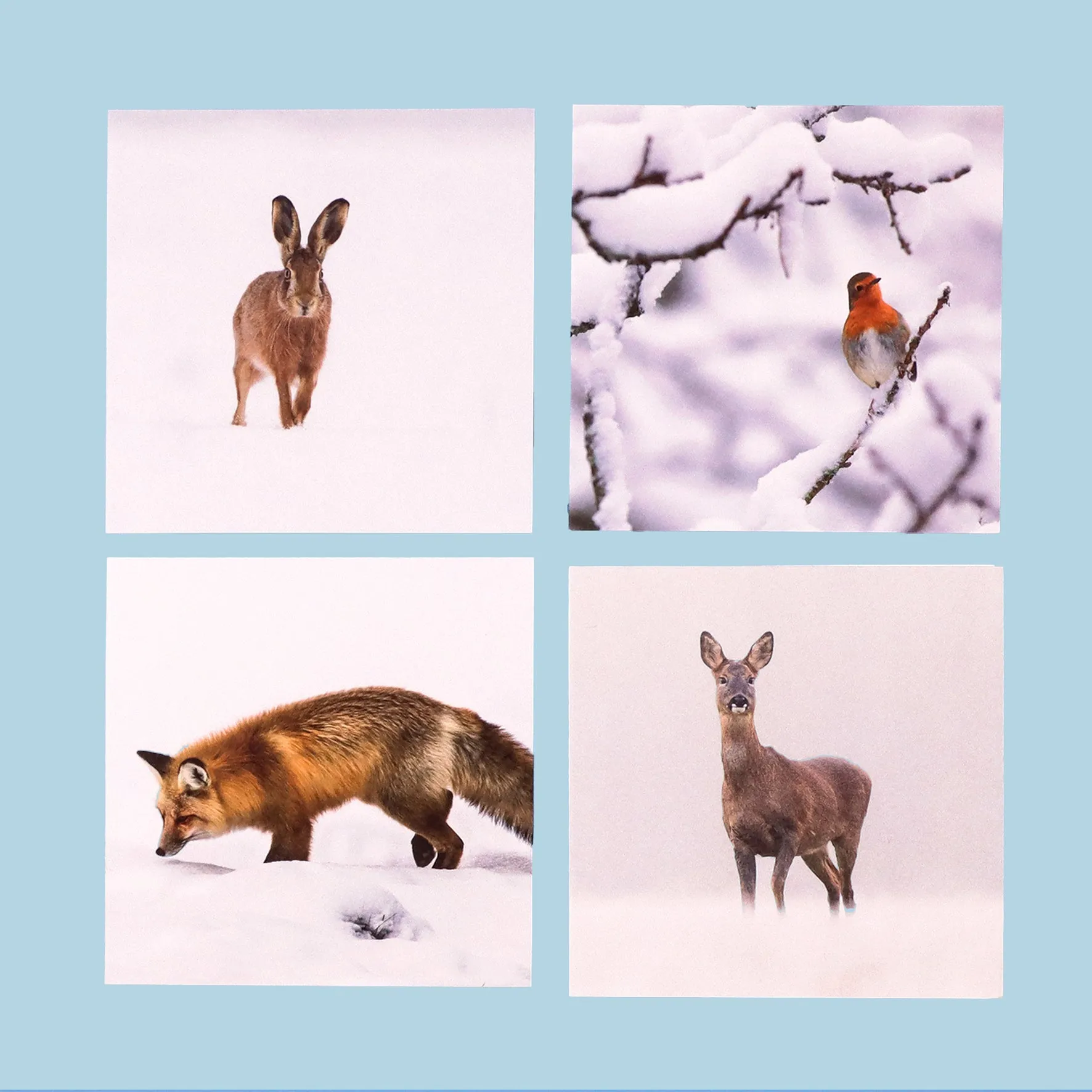 UK Nature Photography cards (multipack of 8)